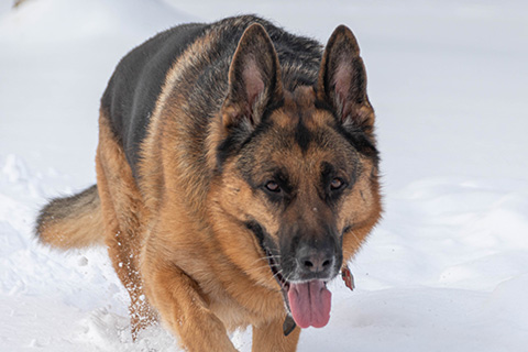 Hundewiese Eickhorst