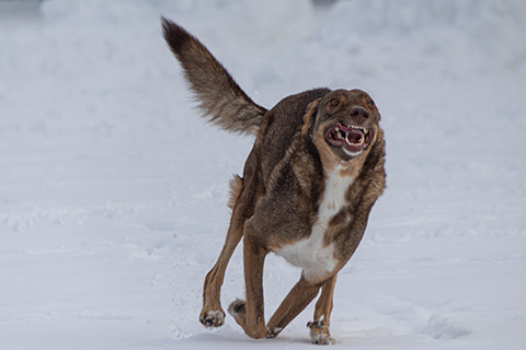 Hundewiese Eickhorst