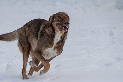 Hundewiese Eickhorst