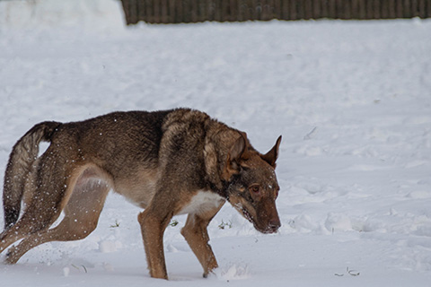 Hundewiese Eickhorst