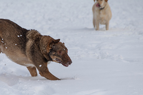 Hundewiese Eickhorst
