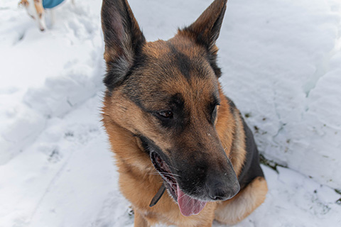 Hundewiese Eickhorst