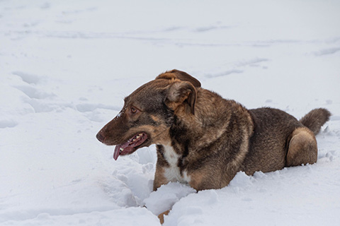 Hundewiese Eickhorst