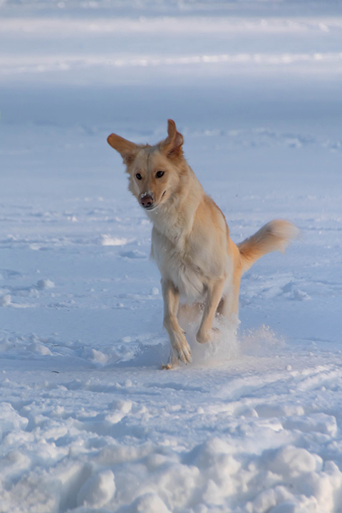 Hundewiese Eickhorst