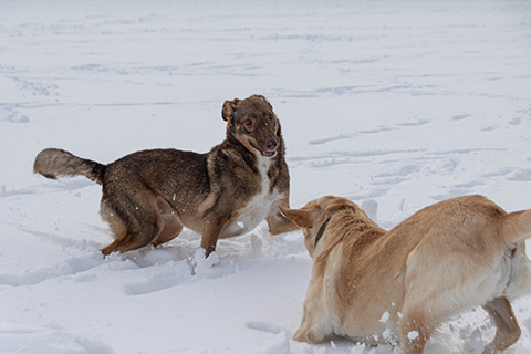 Hundewiese Eickhorst
