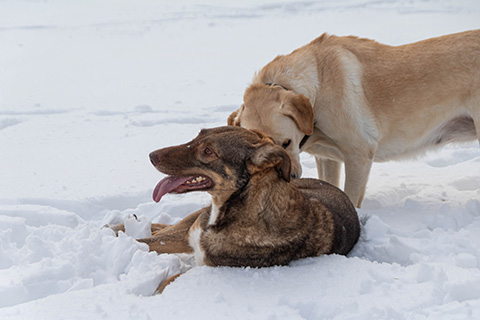 Hundewiese Eickhorst