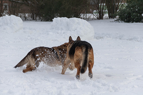 Hundewiese Eickhorst