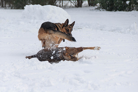 Hundewiese Eickhorst