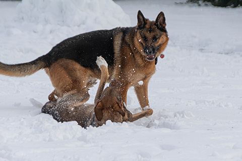 Hundewiese Eickhorst