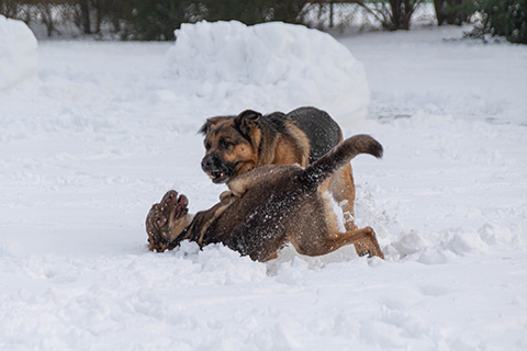 Hundewiese Eickhorst