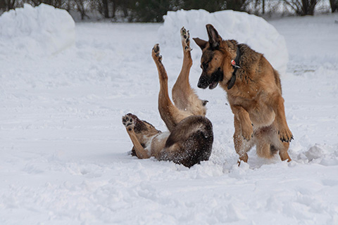 Hundewiese Eickhorst