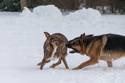 Hundewiese Eickhorst