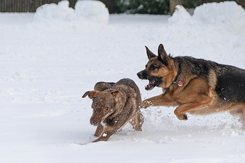 Hundewiese Eickhorst
