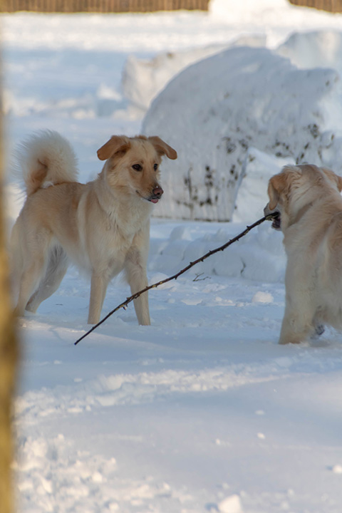 Hundewiese Eickhorst