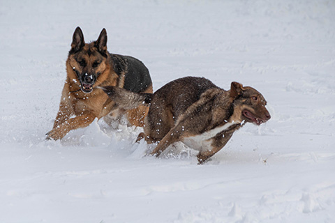 Hundewiese Eickhorst