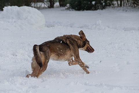 Hundewiese Eickhorst