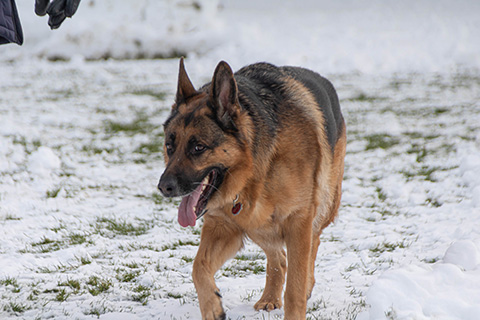 Hundewiese Eickhorst