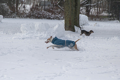 Hundewiese Eickhorst