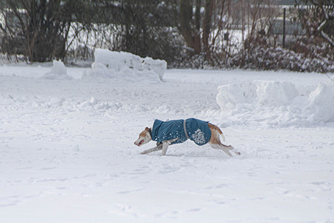 Hundewiese Eickhorst