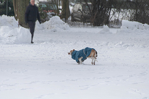 Hundewiese Eickhorst