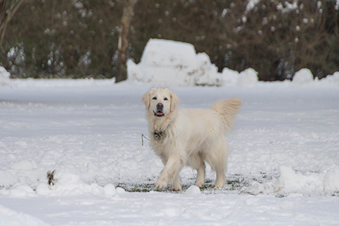 Hundewiese Eickhorst