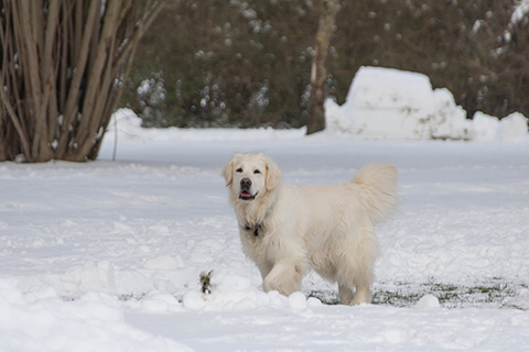 Hundewiese Eickhorst