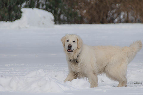 Hundewiese Eickhorst