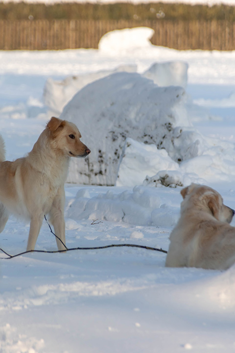 Hundewiese Eickhorst