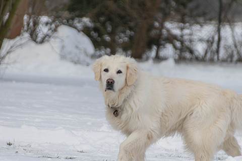Hundewiese Eickhorst