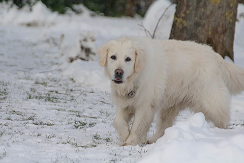 Hundewiese Eickhorst