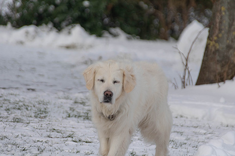 Hundewiese Eickhorst