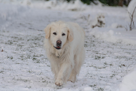 Hundewiese Eickhorst