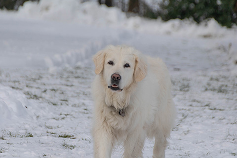 Hundewiese Eickhorst
