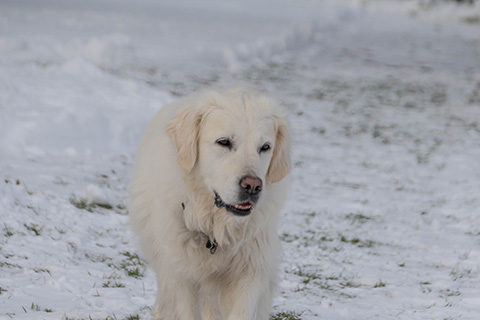 Hundewiese Eickhorst