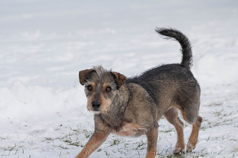 Hundewiese Eickhorst
