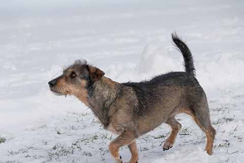 Hundewiese Eickhorst