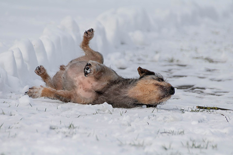 Hundewiese Eickhorst