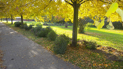 Hundewiese Eickhorst